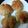 クックK2WF47☆'s cooksnap of when they made メープルくるみパン.