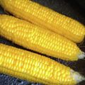 はるとも❇'s cooksnap of when they made とうもろこし茹で方☆簡単.