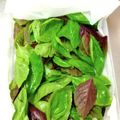 ゆすひと's cooksnap of when they made 【プロの料理人の裏技】バジルの保存法.