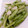 KAORULALA's cooksnap of when they made いんげん消費に！花椒とにんにく炒め.
