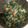 クック78R779☆'s cooksnap of when they made 春菊と人参の白和え.