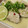 joseレシピ's cooksnap of when they made 簡単タイ料理！蒸し白身魚をライムソースで.
