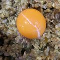 miyuki10's cooksnap of when they made 超簡単オートミールキーマカレー混ぜ飯の.