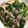 クック2H9MD0☆'s cooksnap of when they made ベーコンとほうれん草のソテー.