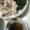 クックBLTENE☆'s cooksnap of when they made シャキシャキ　ニラのおひたし.