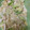 クック0CS64I☆'s cooksnap of when they made ツナマヨキャベツの柚子ごしょう和え.