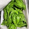 みにー2020's cooksnap of when they made 長持ち！！スイートバジルの保存方法！.