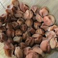 うろこ曇's cooksnap of when they made 簡単！はちみつ白梅干し.