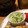ちたを's cooksnap of when they made キャベツときゅうりの和風からしサラダ＊.