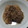 クックプ～'s cooksnap of when they made 【ホットクック】牛こま切れと大根の煮物.