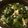 ベティ３'s cooksnap of when they made ワカメラーメン.