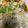 クックQ51Z5P☆'s cooksnap of when they made みょうがと大葉とポン酢でツナのおつまみ.