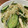 たっこぉ's cooksnap of when they made もやしとささみ、胡瓜のナムル.