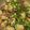 バターが好き。's cooksnap of when they made 牛肉と玉こんにゃくのピリ辛炒め.