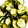 kisr1010's cooksnap of when they made きゅうりとわかめの酢の物.
