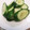 ＭＩＬＵ's cooksnap of when they made 白だしできゅうりの浅漬け.