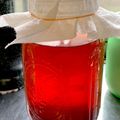 noripi625's cooksnap of when they made 紅茶キノコ（コンブチャ）基本の作り方.