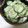 ＊chi〜ko＊'s cooksnap of when they made ⭐️胡瓜とツナのごまマヨ和え.