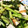 m11m11's cooksnap of when they made ささみの梅・しそ・みょうが・きゅうり和え.