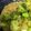 クックbgty☆'s cooksnap of when they made 子供大好き＊ブロッコリーのホットサラダ.