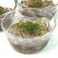 ChunChun☆≡'s cooksnap of when they made ダイエットに！　手作り♪ところてん.