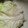 kyokoha's cooksnap of when they made 実は一番簡単！ロールキャベツのはがし方.