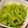 くま五郎's cooksnap of when they made 大量消費に！激ウマ万願寺唐辛子おかか炒め.