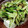 vignemale's cooksnap of when they made １分で旨い！きゅうりやっこ.