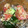 USACO66's cooksnap of when they made トマトときゅうりのゴマサラダ.