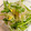 ゆっくん1129's cooksnap of when they made 豆もやしとパクチーのタイ風サラダ.