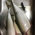 かな☆'s cooksnap of when they made 【ハマチ】イナダのお造り【捌き方】.