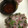 やまちっ's cooksnap of when they made 基本のあじのたたき.