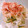 KAORULALA's cooksnap of when they made 簡単おもてなし！大根ときゅうりのサラダ.