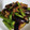 クック9U5RJR☆'s cooksnap of when they made ナスとシシトウの生姜炒め.