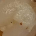 れそそ's cooksnap of when they made 生らっきょうのホクホク天ぷら.