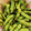 クックL8U9HI☆'s cooksnap of when they made ♬ちょうどいい塩加減の枝豆の茹で方♬.