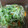 リエル2005's cooksnap of when they made 簡単作り置き☆豆苗ともやし炒め☆お弁当.