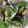 aizu_po's cooksnap of when they made あさりの酒蒸し.