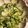 k-e-i's cooksnap of when they made ズッキーニとしらすのサラダ.