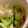 MULA's cooksnap of when they made レタスの外側の葉としらすのごま油炒め.