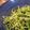 akiccheese's cooksnap of when they made 空芯菜の新芽の簡単サラダ♪.