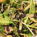 blythe☆ミ's cooksnap of when they made 大葉みょうが大量消費 薬味の海苔ナムル.