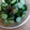 クックA43O70☆'s cooksnap of when they made きゅうりの漬物.