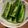にゃおにゃお's cooksnap of when they made 豪快に！きゅうりの1本漬け.