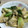 ☆まっちゃみるく☆'s cooksnap of when they made 簡単！お肉柔らか♪鶏胸肉のごまマヨ炒め♪.