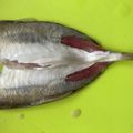 ワインブルー's cooksnap of when they made アジフライ用 きれいなあじの開き方.
