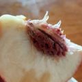 旦那は皿洗い's cooksnap of when they made 上手な桃の剥き方.