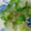 fuu235's cooksnap of when they made ねばねば　おくらのおろしあえ.