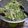 にこまる's cooksnap of when they made シャキシャキ水菜とコーンのごまツナサラダ.