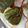 ごとさん。's cooksnap of when they made ご飯が進む！エゴマの葉の醤油漬け.